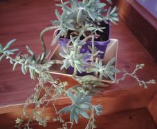 Cascading Succulents