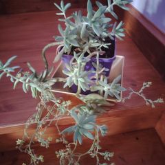 Cascading Succulents