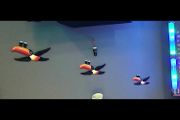 guinness tuscan birds