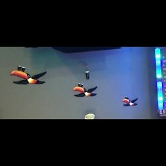 guinness tuscan birds