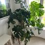 Two large healthy monstera plants Image 4