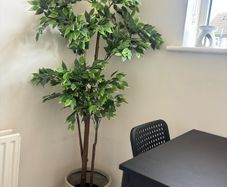 Large plant