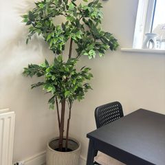 Large plant