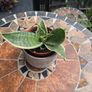 Rare SANSEVIERIA Hahnii house plant Image 2