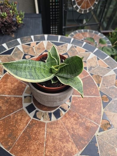 Rare SANSEVIERIA Hahnii house plant
