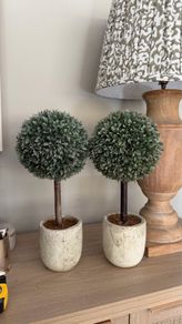 Two trees in pots