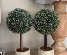 Two trees in pots