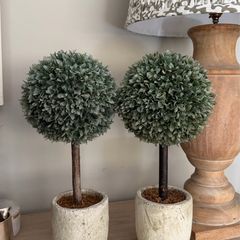Two trees in pots