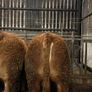 1 Pedigree limousin bull Image 6