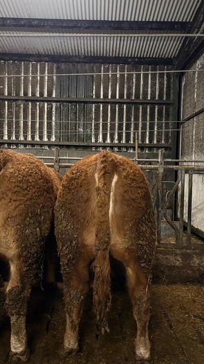 1 Pedigree limousin bull