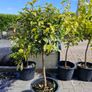 citrus  lemon tree Image 6