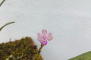 Stereochilus