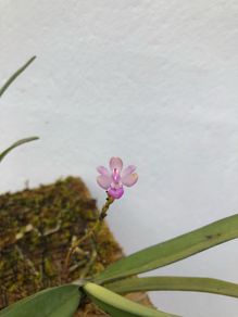 Stereochilus