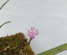 Stereochilus