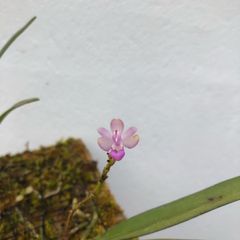 Stereochilus