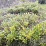 Hedging Image 2