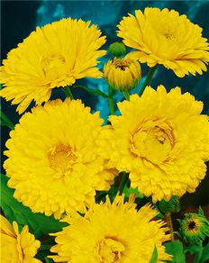 (C) Pot Marigold Lemon Beauty seeds 2g (446548)