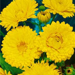 (C) Pot Marigold Lemon Beauty seeds 2g (446548)