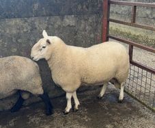 Wicklow Cheviot shearling