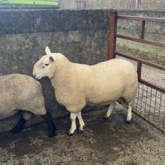 Wicklow Cheviot shearling