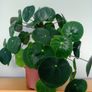 Money plant Pilea peperomioides indoor houseplant Image 2