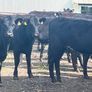 Store Heifers Image 4
