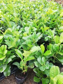 Laurel Hedging