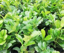 Laurel Hedging