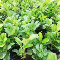 Laurel Hedging