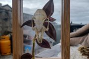 rabbit skull frame