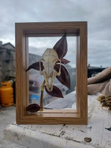 rabbit skull frame