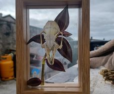 rabbit skull frame
