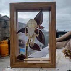 rabbit skull frame