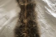 Faux fur collar