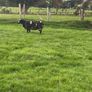 Pedigree Spotted Dutch Sheep Image 4
