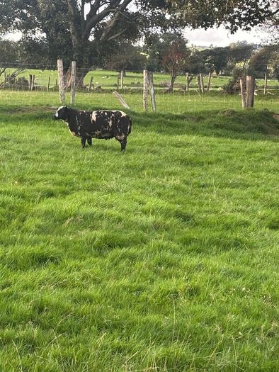 Pedigree Spotted Dutch Sheep