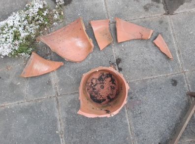 terracotta pot (broken)
