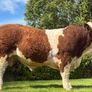 Simmental Bulls Image 2