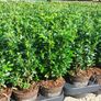 Box Hedging Image 2