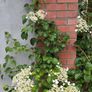 Climbing Hydrangea Image 2