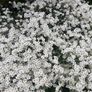 Cerastium tomentosum aka Snow-in-Summer Image 2