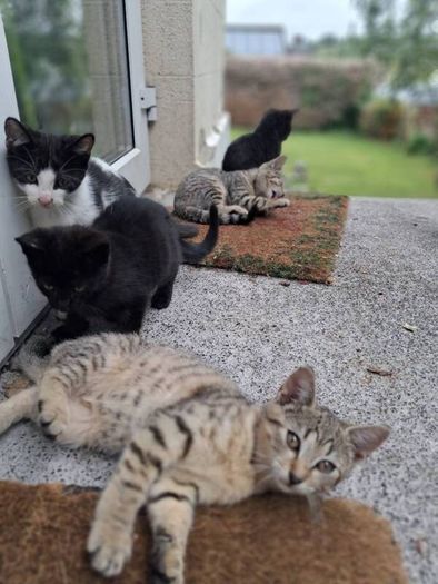 Playful Kittens Looking for Loving Homes