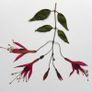 Fuchsia - Pressed Flowers for Crafting: Flowers, Stems, Leaves Image 4
