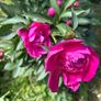 Peony flower Image 5