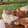 Six hens an a rooster Image 3