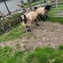 Ram lambs Image 8