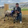 Badger Face Texel & Dutch Spotted lambs Available Image 5