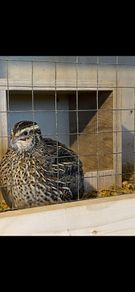 quail