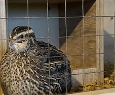 quail