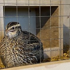 quail